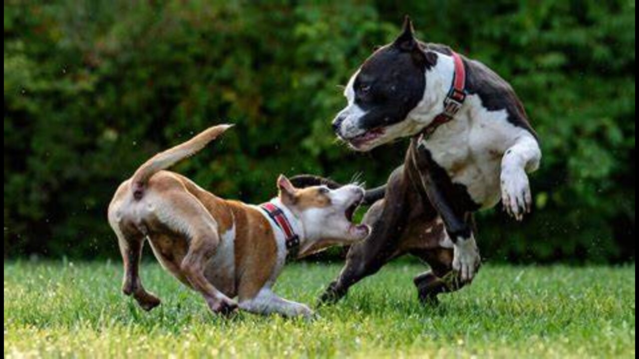 Large German Shepherd attacks Pitbull