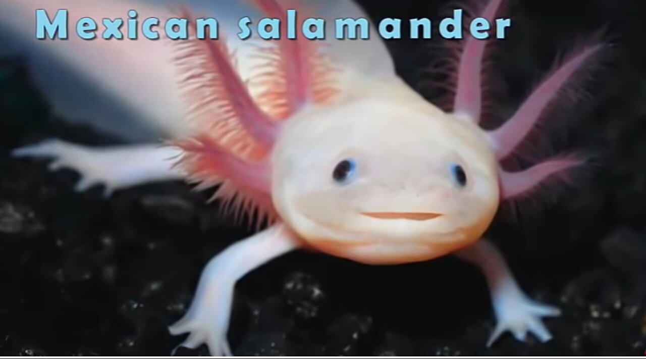 Top 10 Sea Creatures You Won't Believe Exist