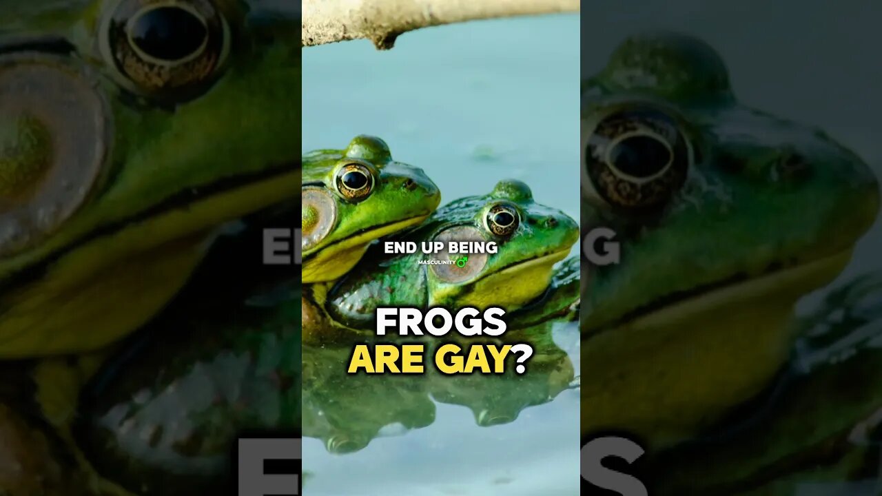 Luke Belmar on Why Frogs became Gay?