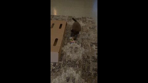 Kitten playing