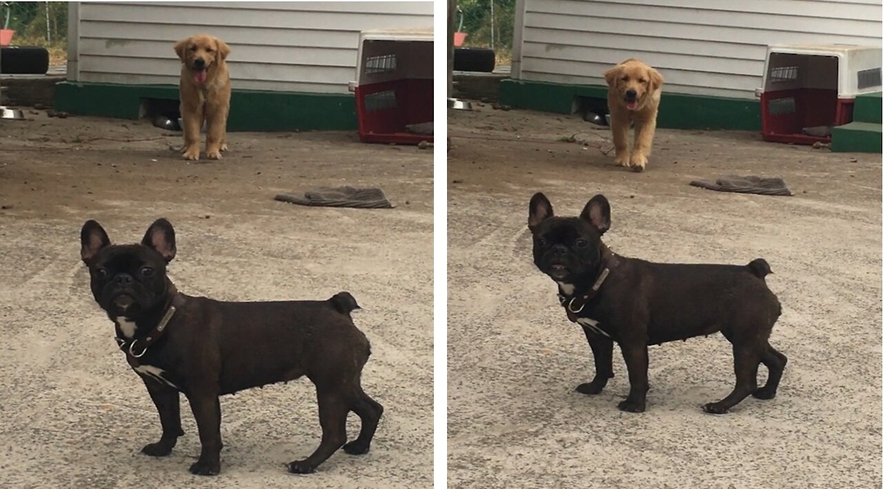 French Bulldog and Golden Retriever