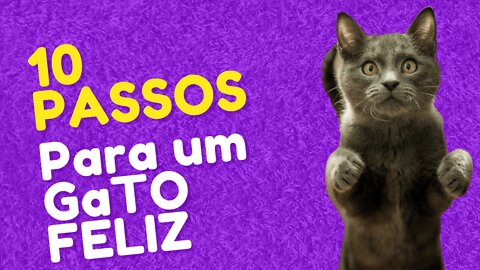 [10 passos] Para fazer seu gato feliz miando