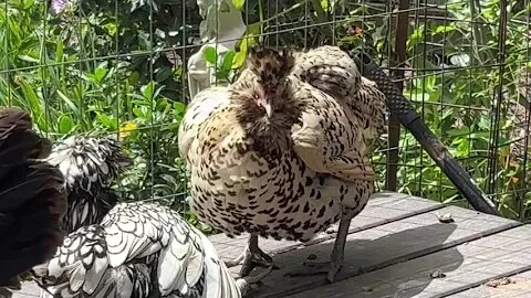 Sunbathing Time! Our ladies enjoy a tabletop party
