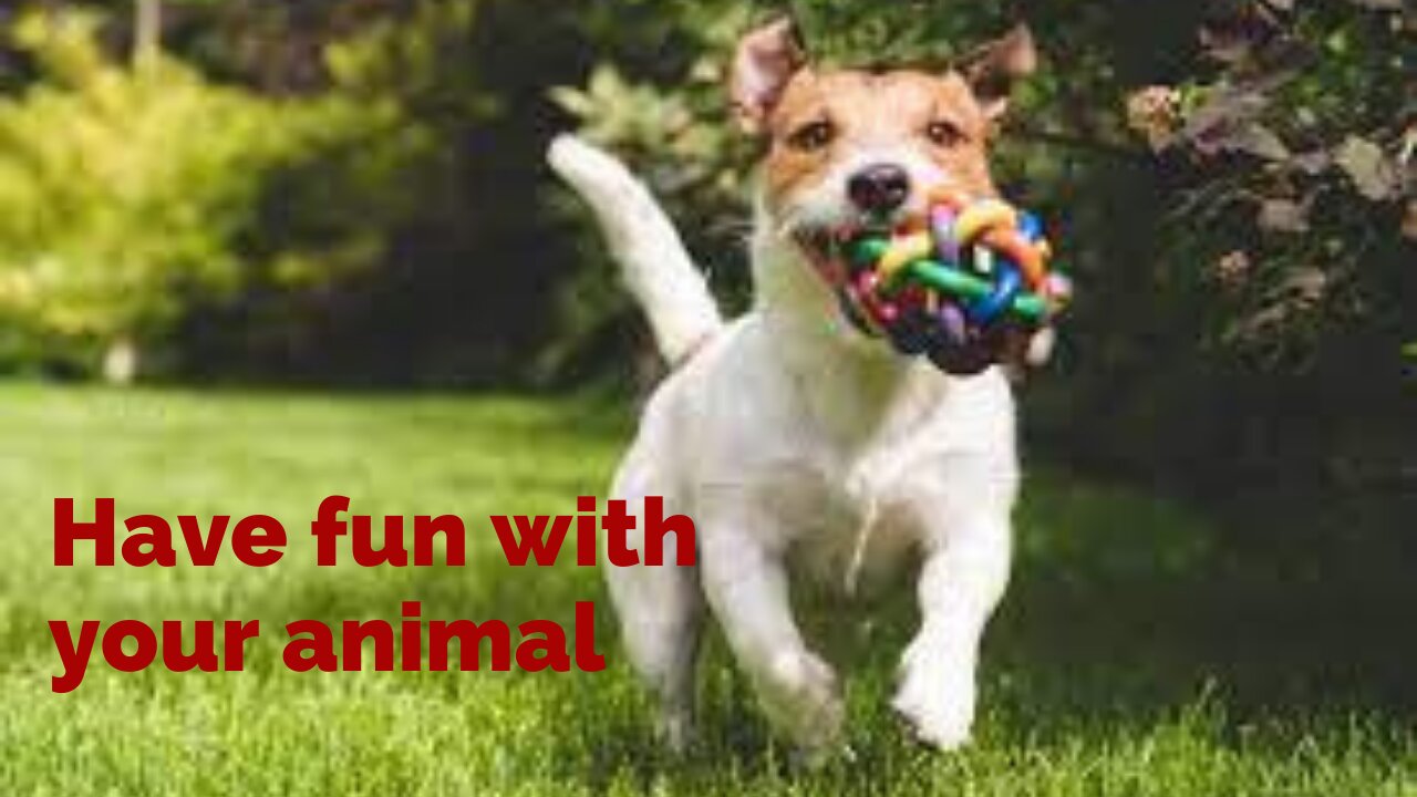 Games to have fun with your pet