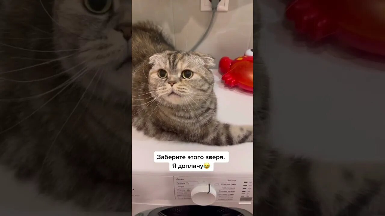 #shorts Смешные Коты Из Тик Тока 129 Funny Cats From Tiktok