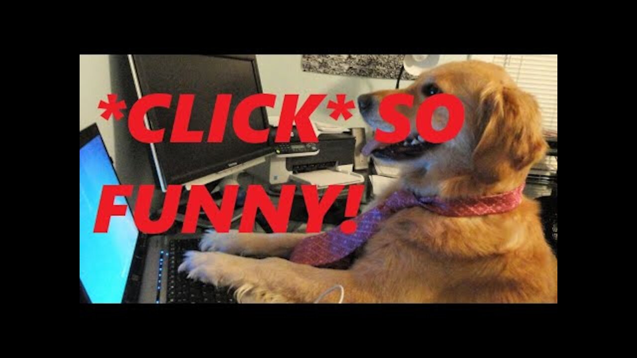 Cute Dogs Funny Dogs 2021