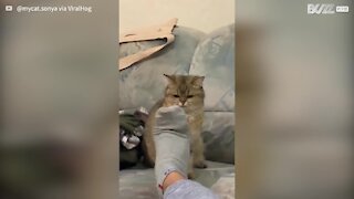 Les pieds en mouvement de cette femme sont la cible parfaite pour ce chat