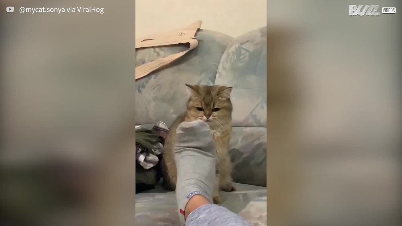 Les pieds en mouvement de cette femme sont la cible parfaite pour ce chat