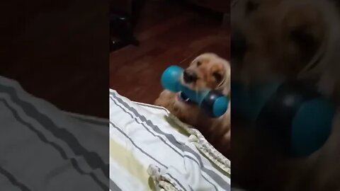 golden dog