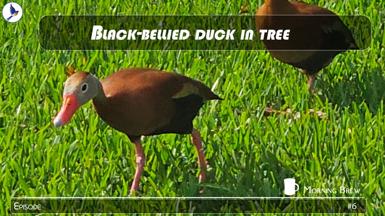 Black-bellied duck in a tree