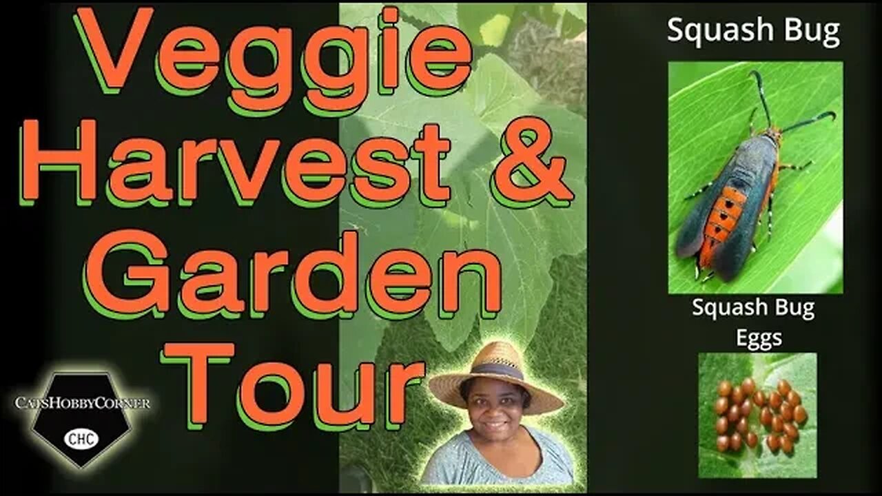 #veggies #harvesting & #garden #tour - #catshobbycorner