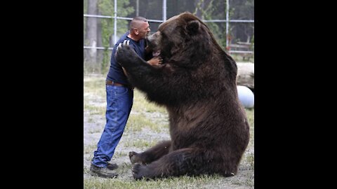 Wild bear eats from human hands