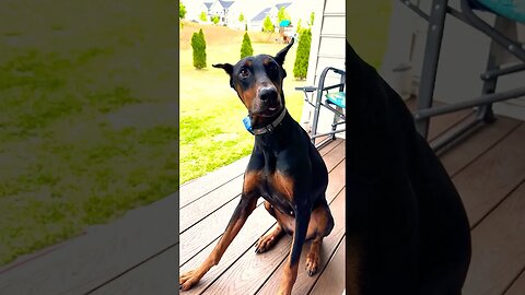 Who’s Smarter Doberman Or Jack Russell #summerloadingwithyoutube #shorts #dog