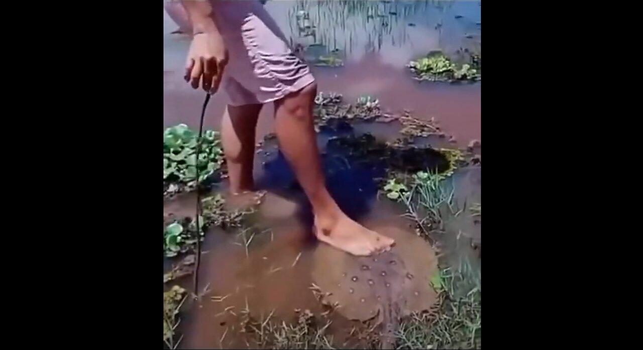 What Happens When You Step On A Stingray