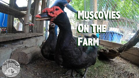 Muscovies on the Farm!!