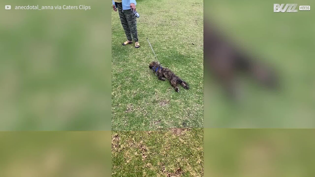 Cão recusa-se a abandonar o parque