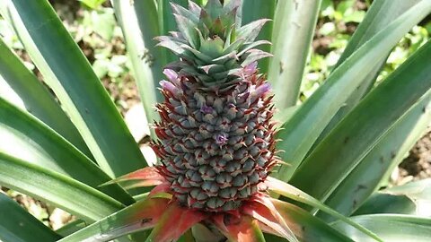 Grow Pineapple at home | अनानास | Kheti Power