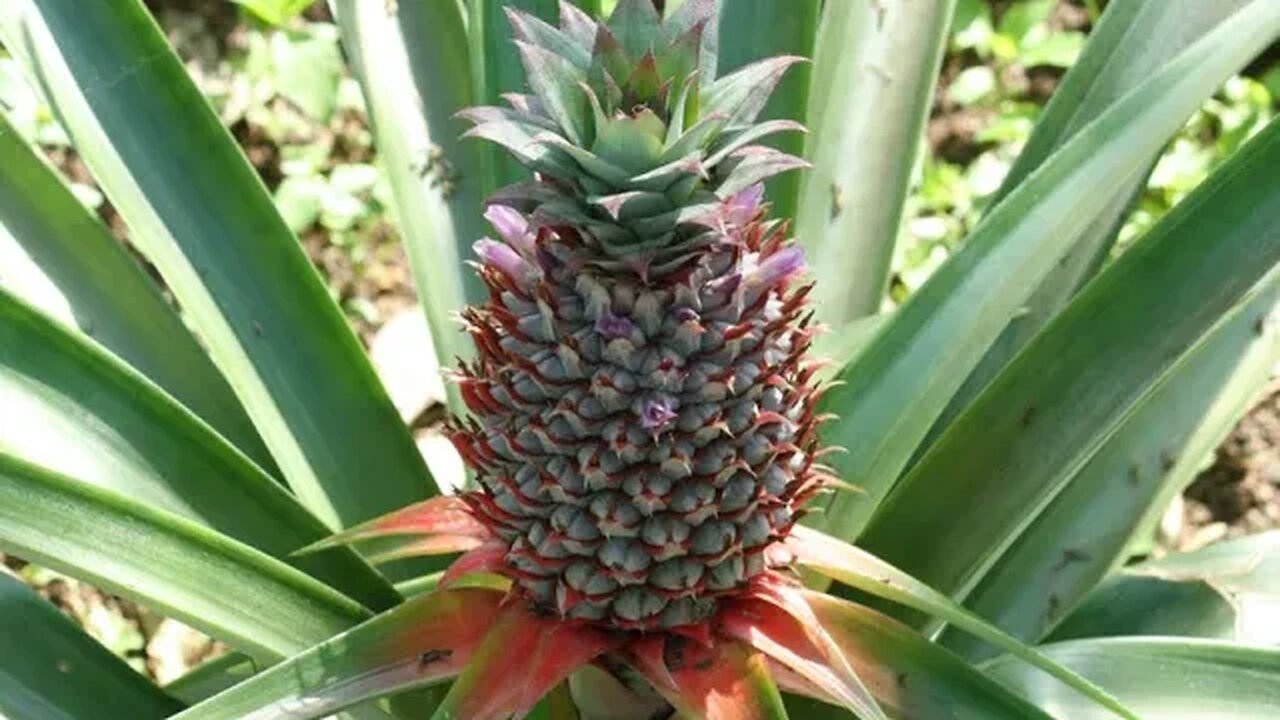 Grow Pineapple at home | अनानास | Kheti Power