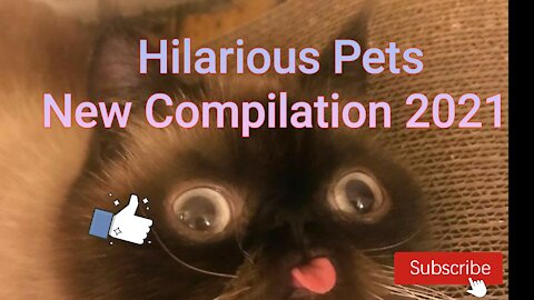 New compilation of funny cats-2022