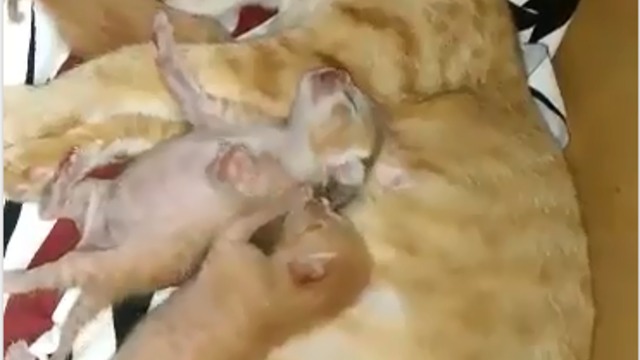 Kittens fighting over milk