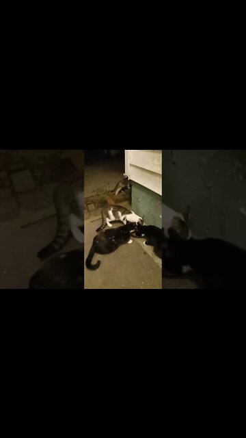 My Whole Ferral Cat Family