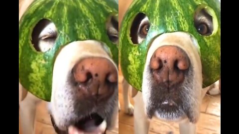 Dog watermelon face mask dog funny reaction videos