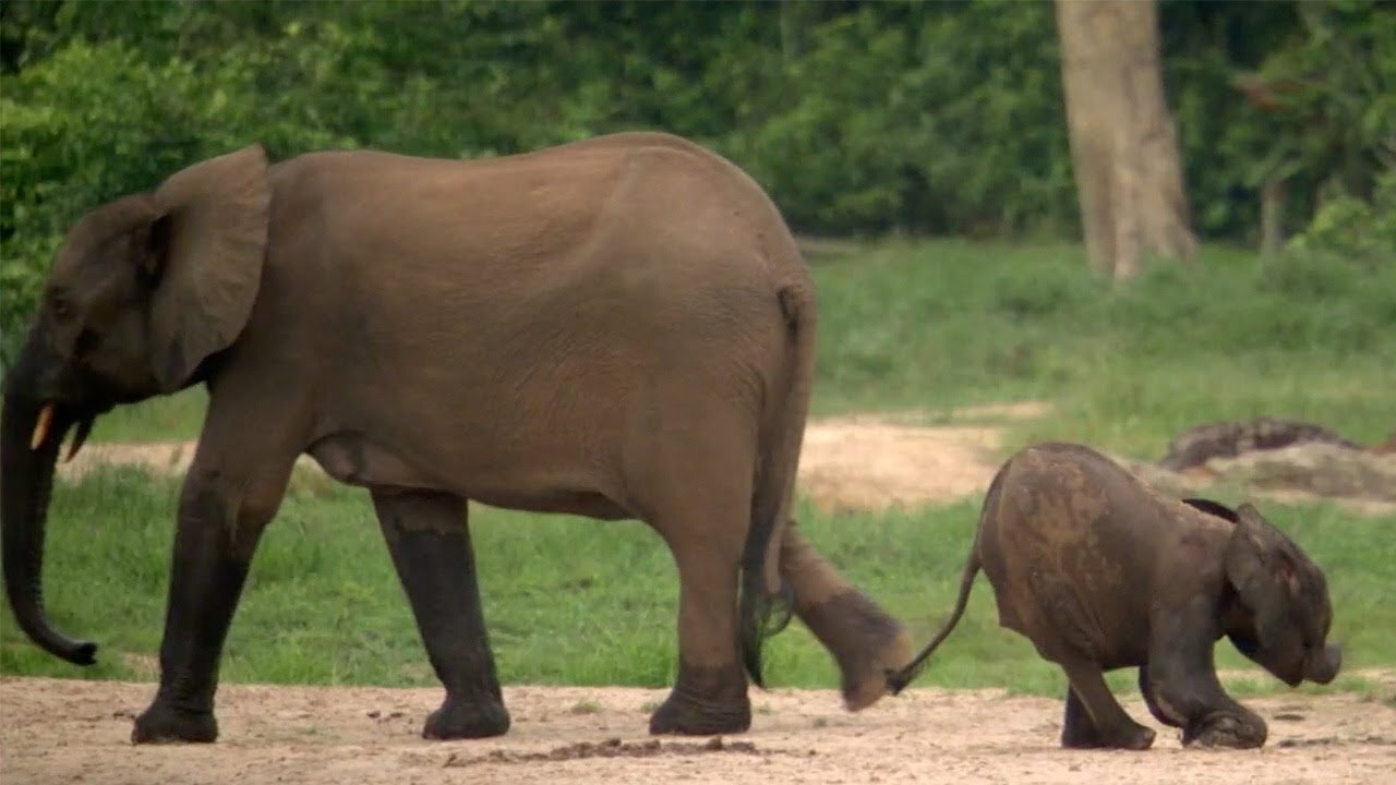 Disabled Baby Elephant Survives | Natural World Forest Elephants | BBC Earth