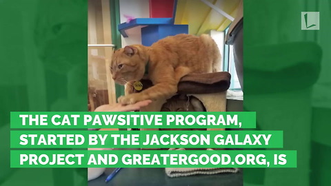 Shelter Workers Teaching Cats Trick To Increase Chance of Adoption… And It’s Working