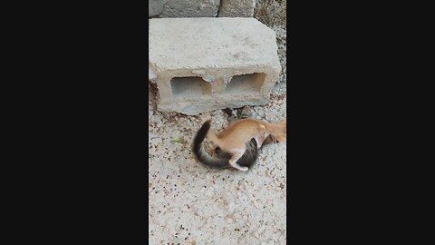 😹Cats Doing Cat Things😹