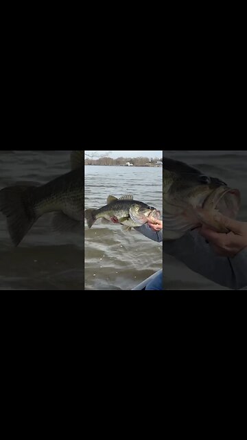 Big Bertha on the Chickahominy! #bassfishing #fishing #rangerboats