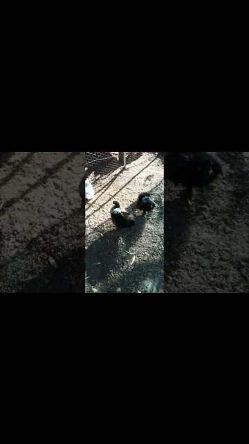 Good morning Silkies 19th October