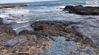 Potugisisk "Man o' War" -brandmand skylles op på stranden