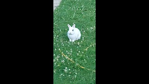 ~ Cuuute rabbit ~😍