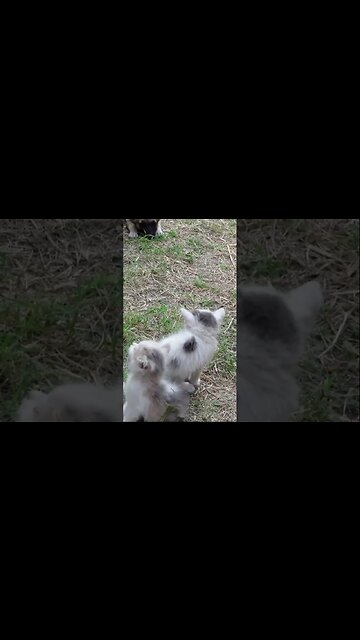 Первая реакция щенков на котят