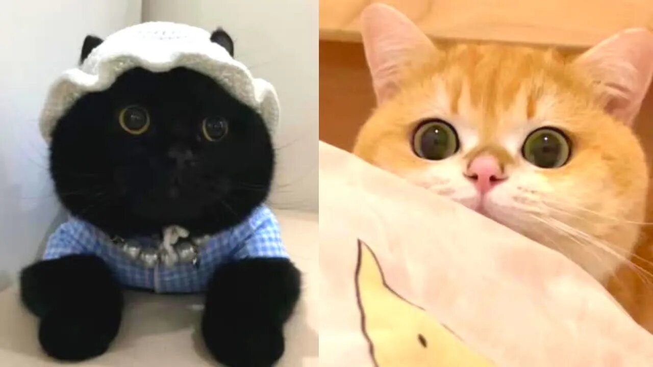 Funny and Cute videos of cats to watch right now