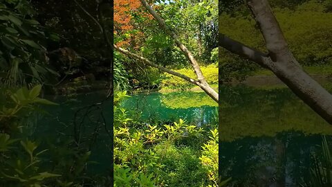 The Black Pond at Alfred B. Maclay Gardens State Park 14