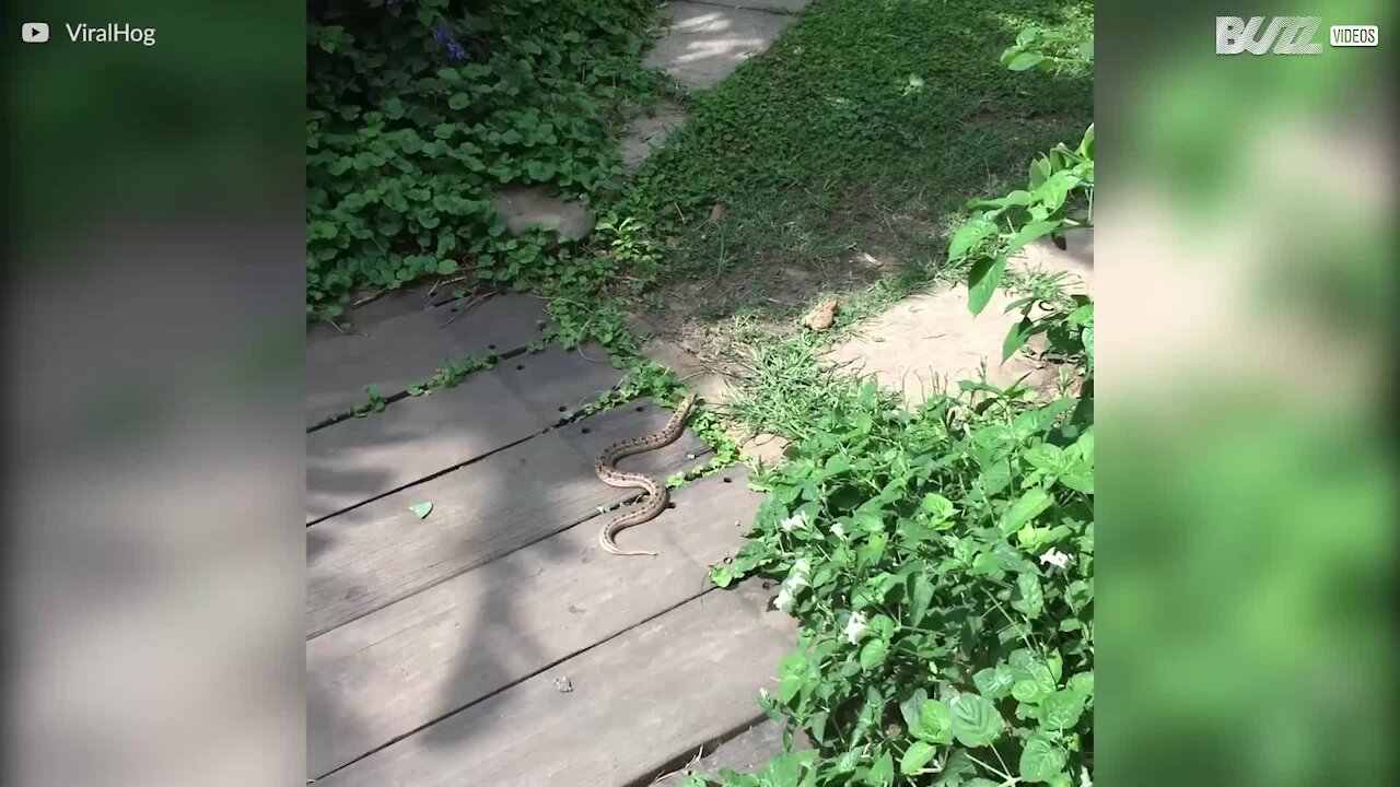 Serpente caccia le rane in un cortile