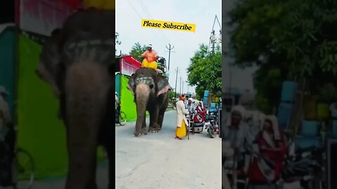 Market Me Hathi Aaya. #viral#viralshort#viralshortvideo #shortsyoutube #shortfeed #trending