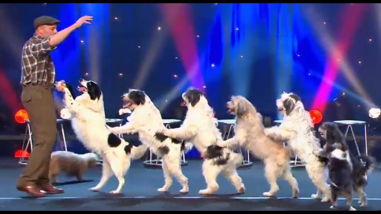 Funny Dancing Dogs - Funny Dogs Compilation