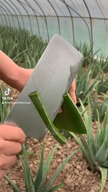 The SKEERRROOPHHH noise