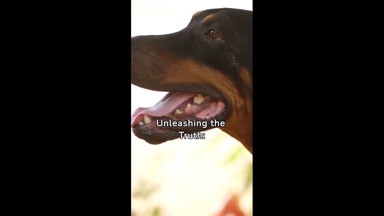 Unleash info on Rottweiler