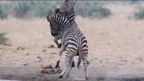 Zebras travam batalha épica em Parque Nacional na África