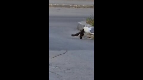 Hungry Seagull Swallows a Squirrel 🕊️🐿️