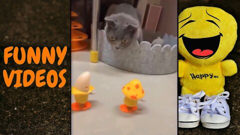 FUNNY ANIMAL VIDEO COMPILATION #07