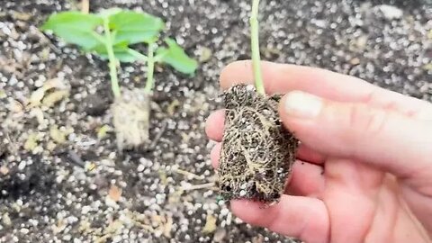 Planting some Lima Beans in a grow bag