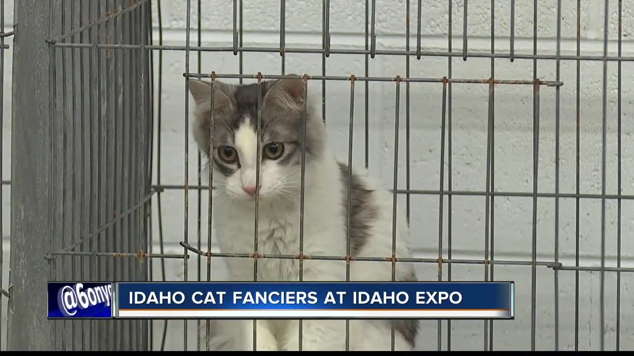 Idacat show at Expo Idaho