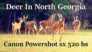 Filming Deer on the Canon Powershot SX 520 HS