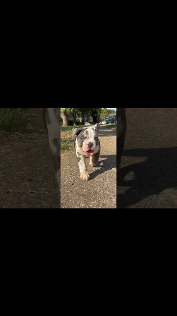 Good morning from the puppy ☀️🐶🐾 #treyco #akcregistered #bulldog #bully #exotic #bullies #trimerle