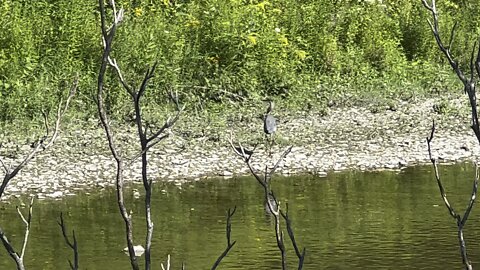 Sneaking up on a Great Blue Heron