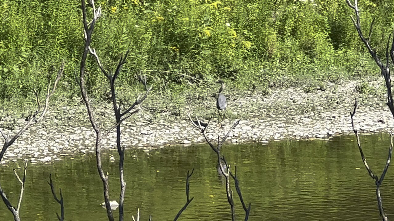 Sneaking up on a Great Blue Heron